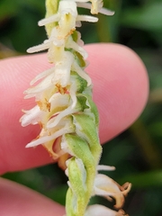 Spiranthes vernalis, photograph (c) Sean Rigney, some rights reserved (CC BY)