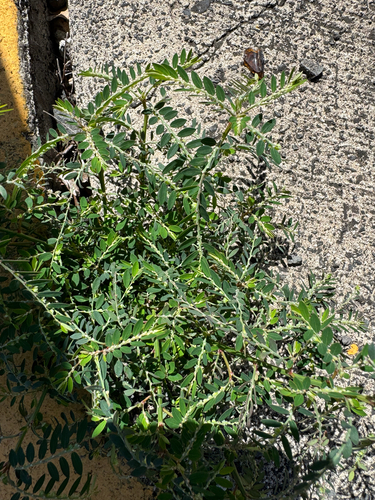Phyllanthus debilis observed 2026-09-11