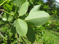 Salix chaenomeloides