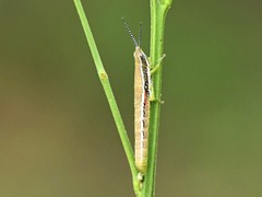 Neorthacris
