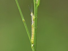 Neorthacris