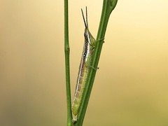 Neorthacris