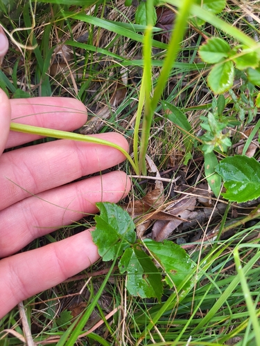 Spiranthes vernalis, photograph 6