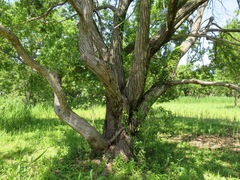 Salix chaenomeloides