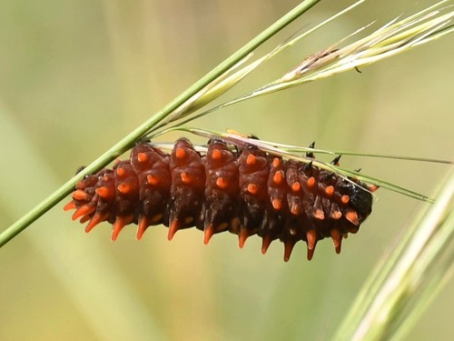 Common Rose Swallowtail photo 3