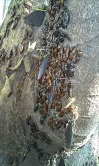 Pereute charops charops