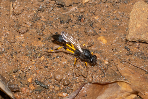 Sceliphron spirifex