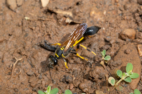 Sceliphron madraspatanum