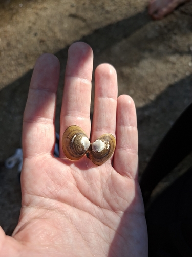 Asian Clam