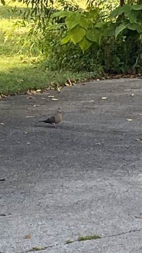 Mourning Dove