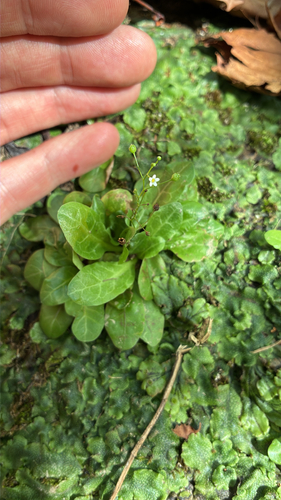 seaside brookweed