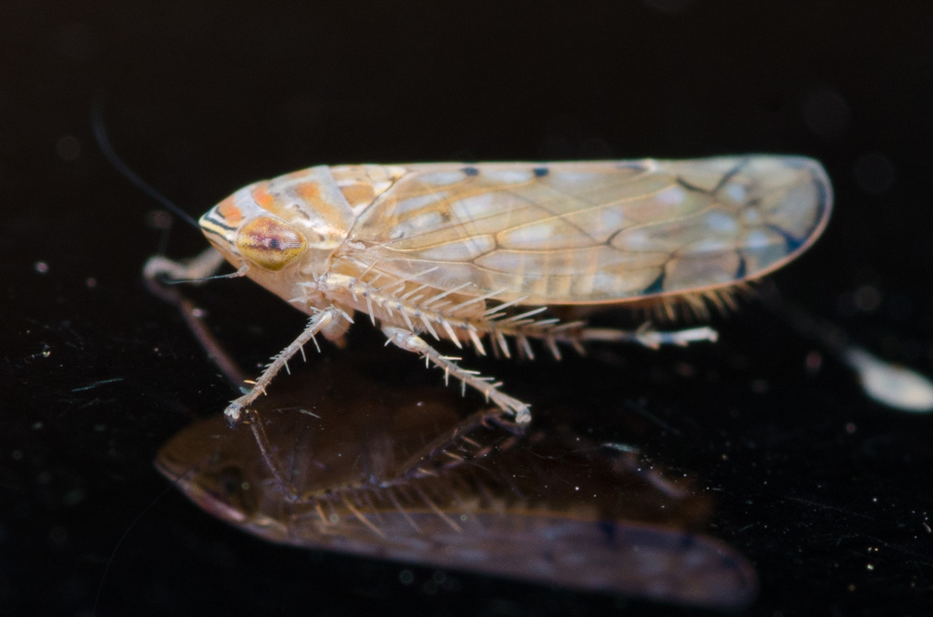 Osbornellus rotundus