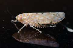 Osbornellus rotundus