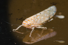 Osbornellus rotundus