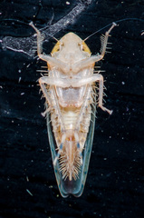 Osbornellus rotundus