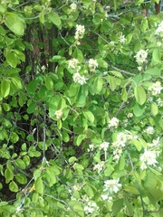 Amelanchier spicata