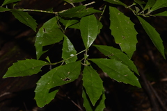 Polyosma cunninghamii