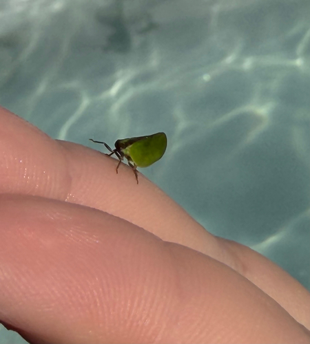 Two-striped Planthopper