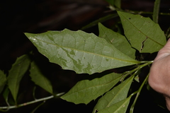 Polyosma cunninghamii