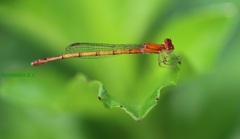 Agriocnemis pieris