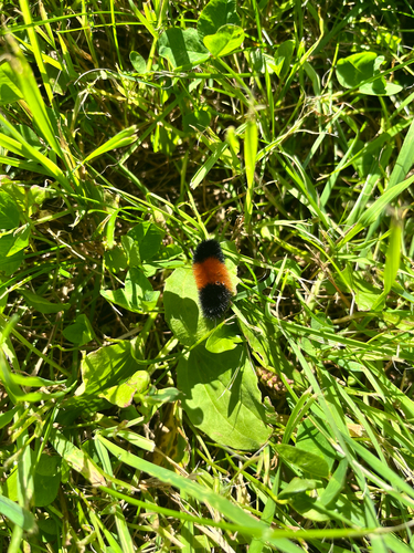 Isabella Tiger Moth