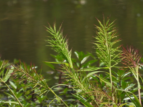 Paspalum longicuspe