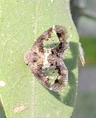 Lugardia mimica