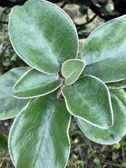 Brachyglottis rotundifolia