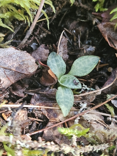Goodyera tesselata, photograph 6
