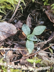 Goodyera tesselata, photograph (c) Mike Zifkin, some rights reserved (CC BY)