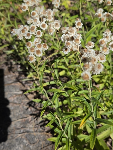 iNaturalist observation photo of pearly everlasting