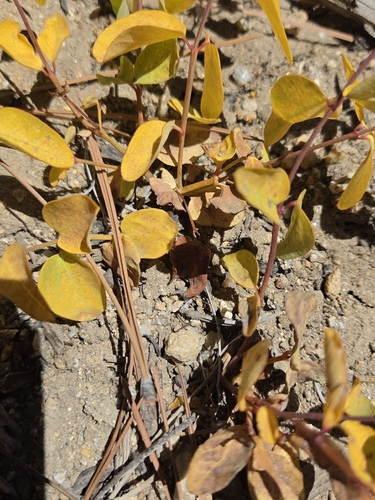 iNaturalist observation photo of Mountain Jewelflower