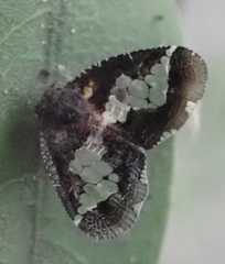 Lugardia mimica