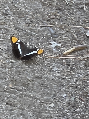 iNaturalist observation photo of California Sister