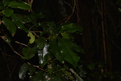 Schizomeria ovata