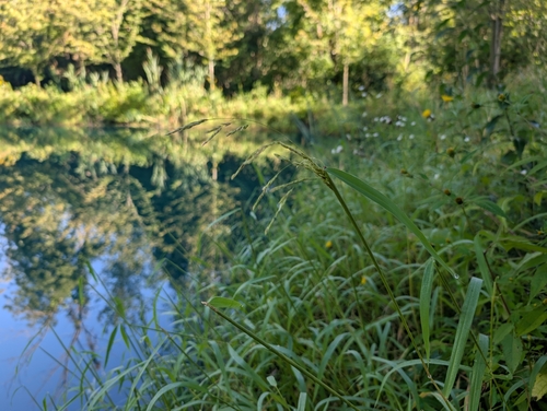 rice cutgrass