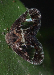 Lugardia mimica