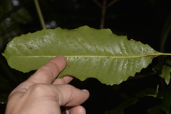 Schizomeria ovata