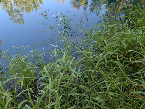 bulblet-bearing water hemlock