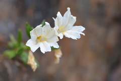 Diplacus grandiflorus