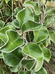 Brachyglottis rotundifolia