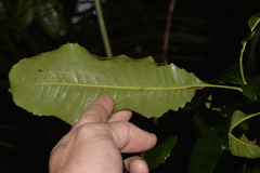 Schizomeria ovata