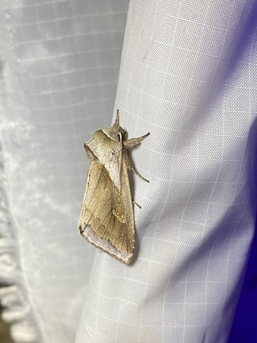 Cattail Borer Moth photo 4