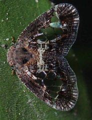 Lugardia mimica