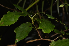 Schizomeria ovata