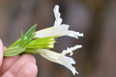 Diplacus grandiflorus