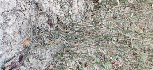 Poa compressa