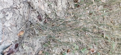 Poa compressa