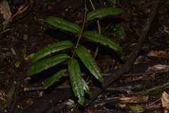 Ripogonum discolor