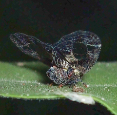 Lugardia mimica